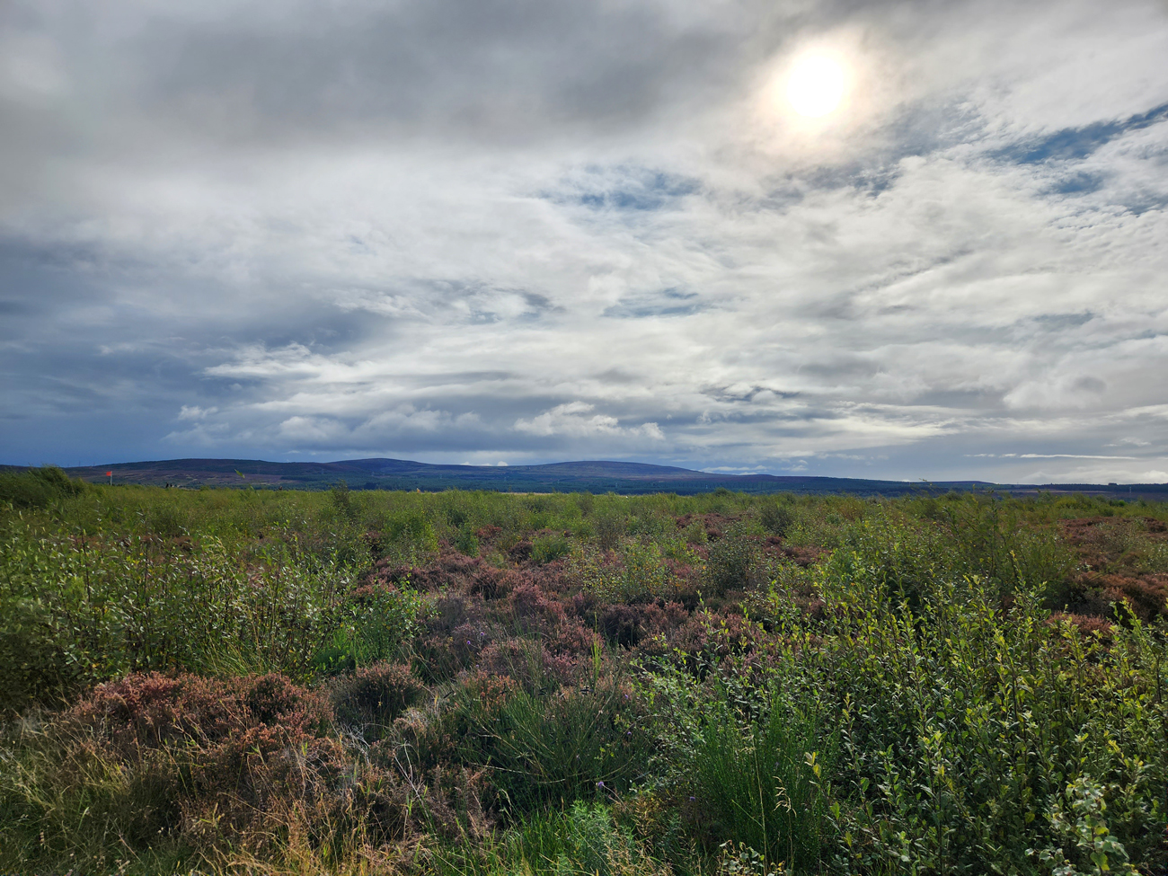 Field at Culloden Battlefield, Scottish Highlands.